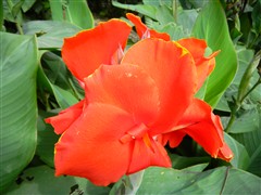 ۾ͶӰDC ῵S1100pjw(yn)ʽuy 