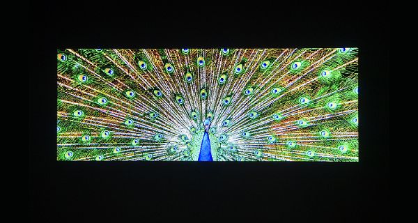 LGչMicro-LEDg(sh)130ӢСgLED